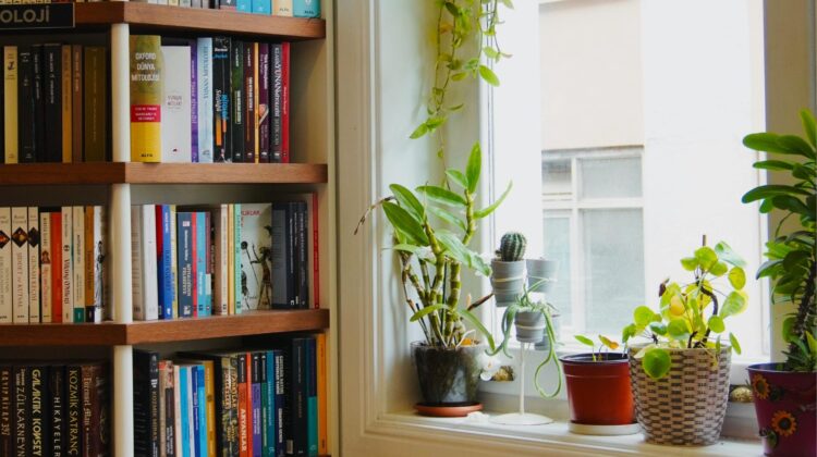 do pothos like direct sunlight