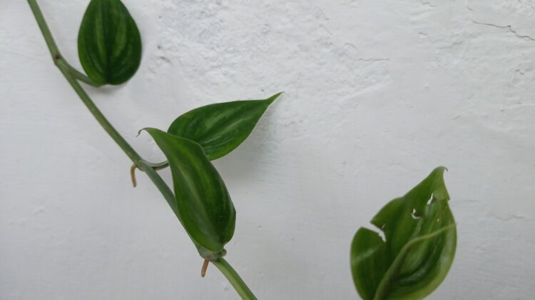 broad thin leaves pothos