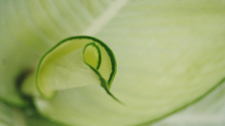 Pothos light requirements