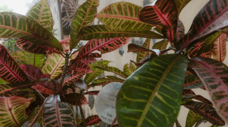 crotons - good window plants