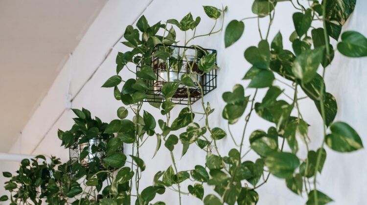 pothos light requirements