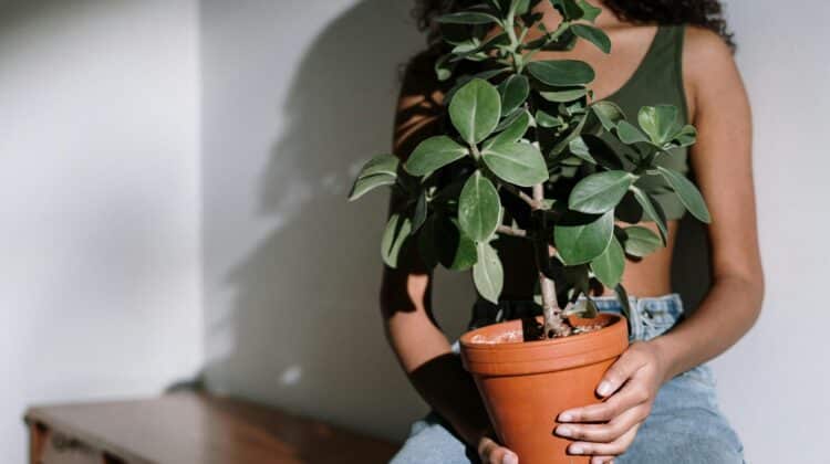 pothos light requirements