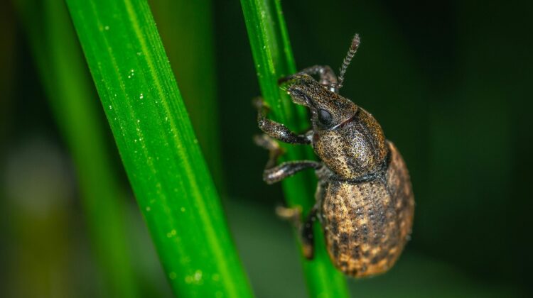 pests greenhouse