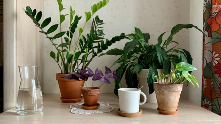 Pothos light requirements