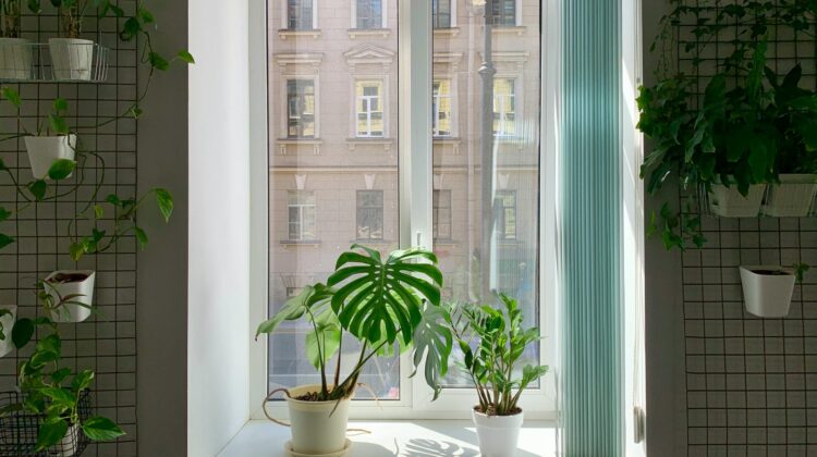 window plants