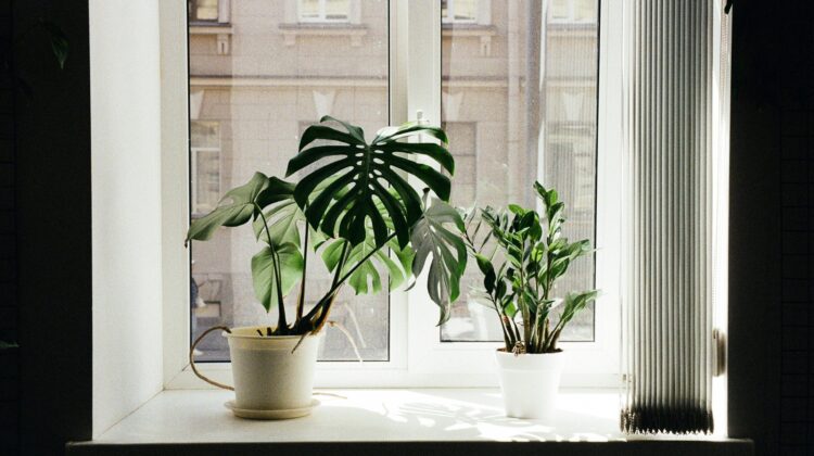 windowsill plants - ZZ plants