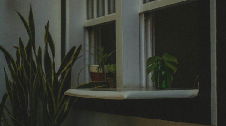 Here’s a polished version that naturally includes your keyword phrase:

dark room low light indoor plants
