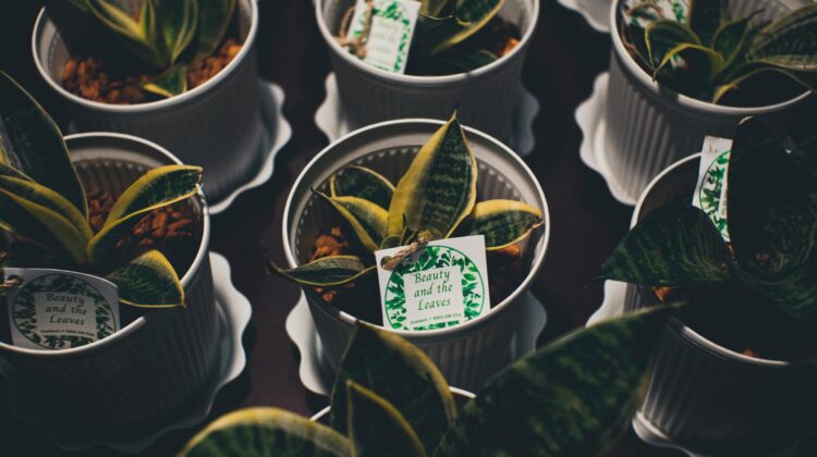 Sansevieria dark room low light indoor plants