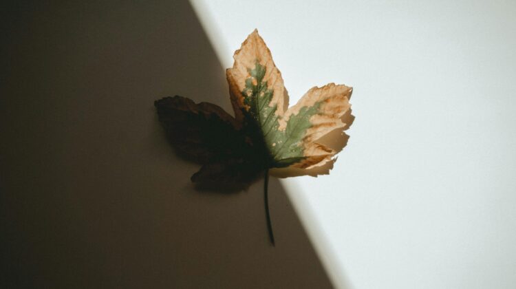 brown crispy edges