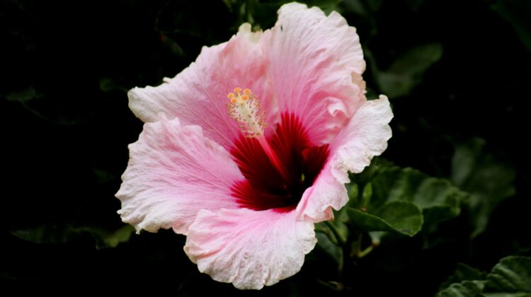 window plants - hibiscus