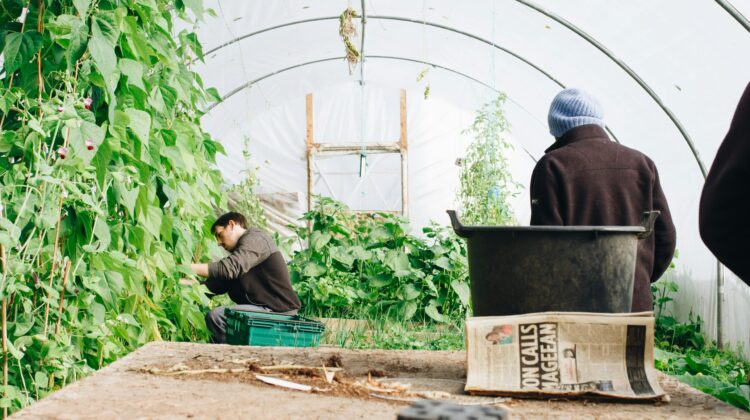 What Can You Grow In A Greenhouse? A Year-round Guide