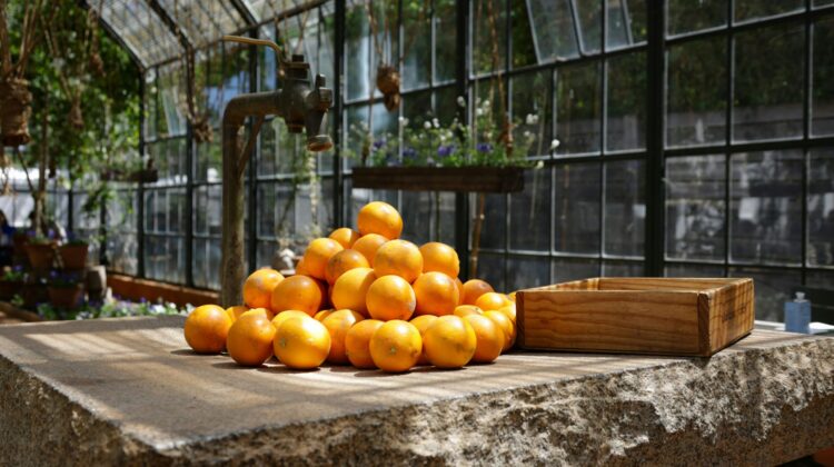 Calamondin oranges greenhouse