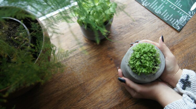 windowsill plants- herbs