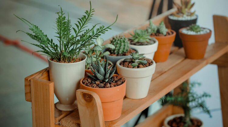 windowsill plants- terracotta pots