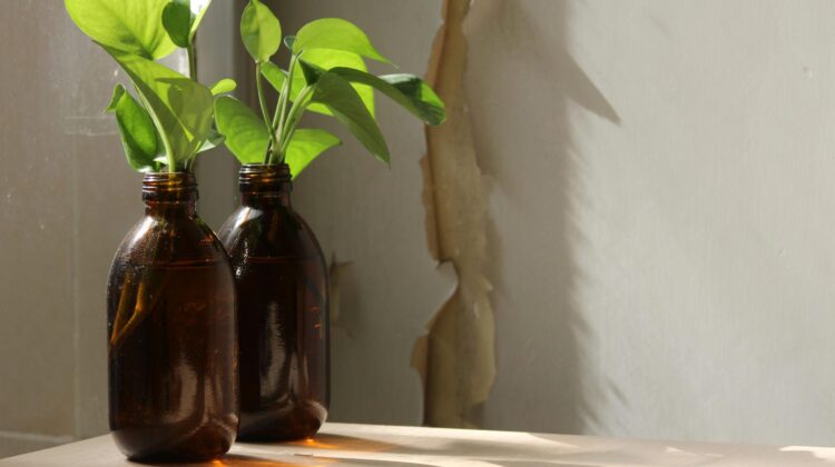 dark room low light indoor plants