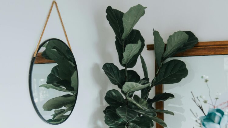 Heart-Leaf Varieties