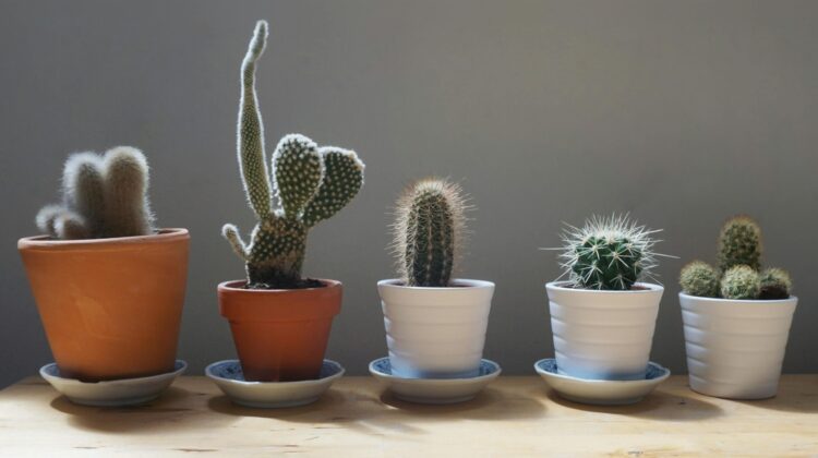 window plants - cacti