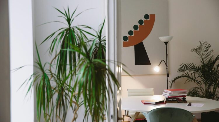 Dracaena