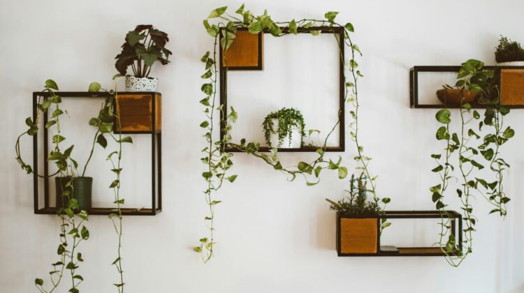 Pothos light requirements