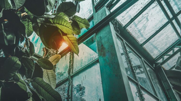 greenhouse plants