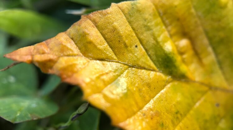 plants that grow in the dark