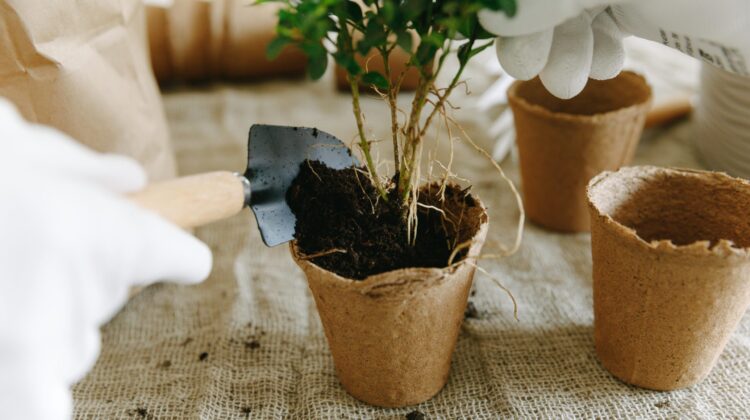 soil plants that grow in the dark