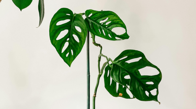 big leaves tropical plant