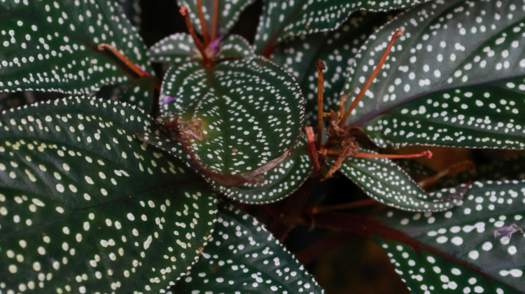 unique plants - polka dot leaves