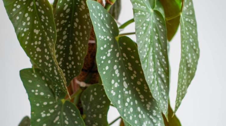 unusual house plants- 
