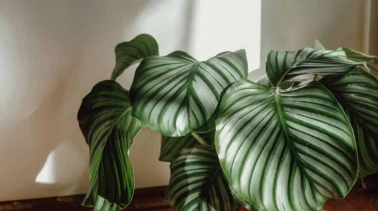 unusual house plants to buy