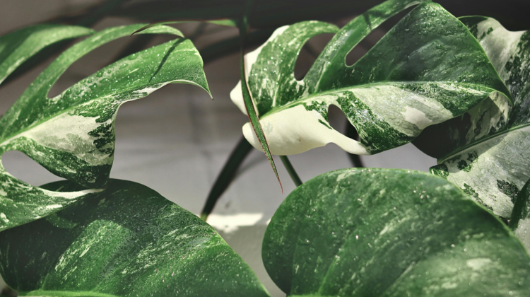 unique house plants