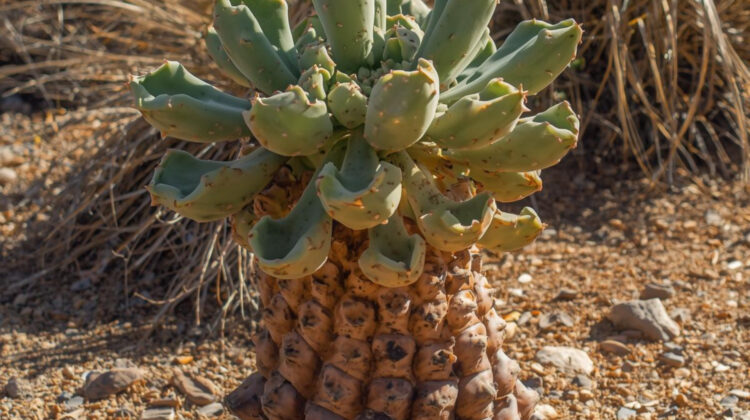 unusual house plants to buy