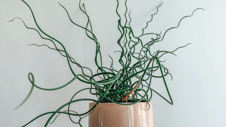 Albuca Spiralis (Frizzle Sizzle) plant