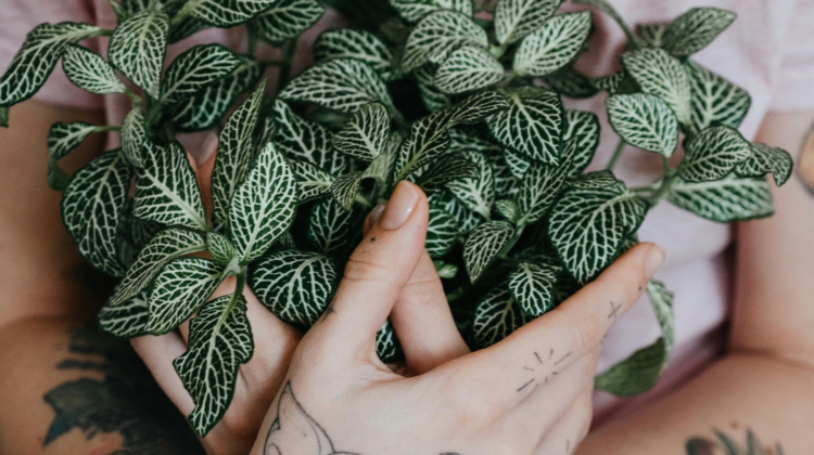 funky plants