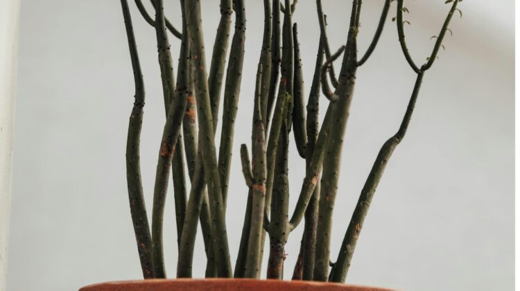 Euphorbia Tirucalli 'Sticks on Fire'