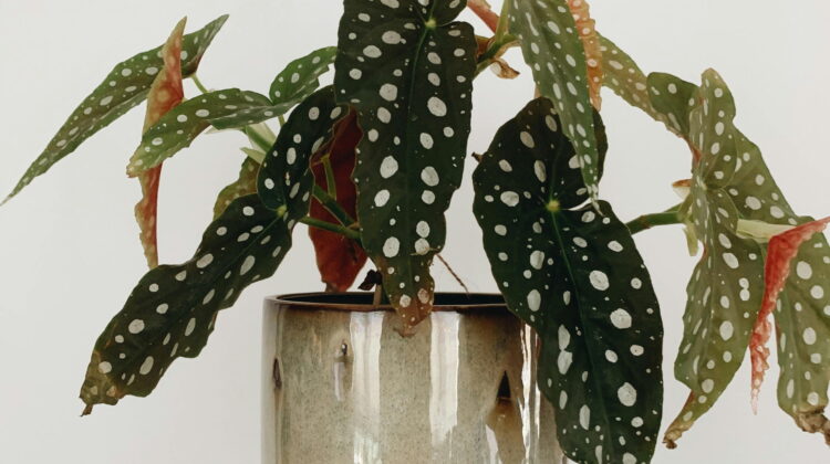 Begonia Maculata (Polka Dot Begonia) funky plants