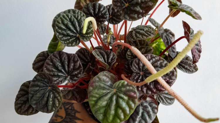 funky plants 