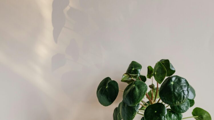 what is indirect sunlight misconceptions