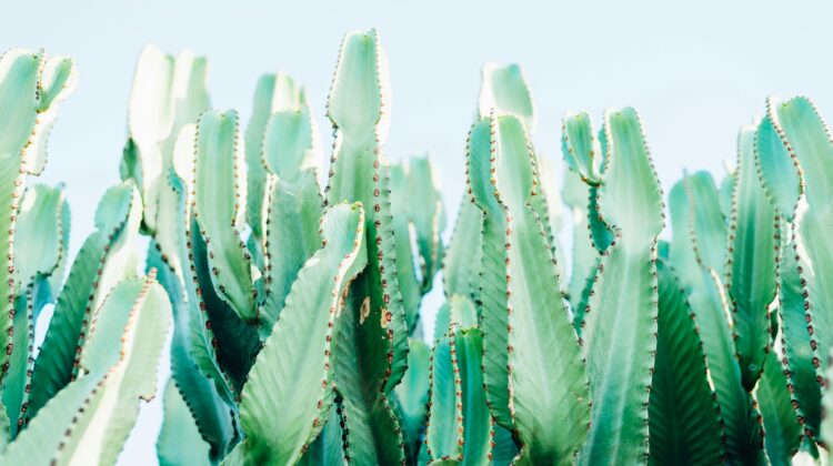 Euphorbia Trigona (African Milk Tree)