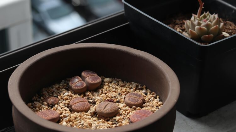Lithops plant