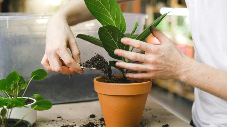 unusual house plants- SOIL
