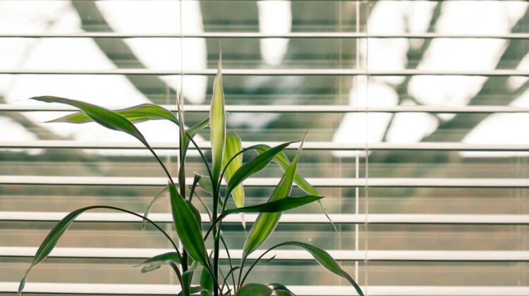 direct-vs-indirect-sunlight-whats-the-difference-for-plants