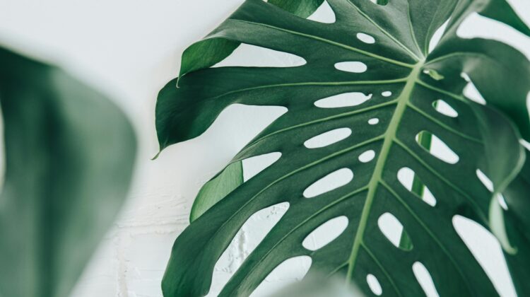 monstera obliqua