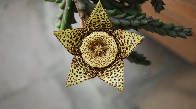 unique house plants
