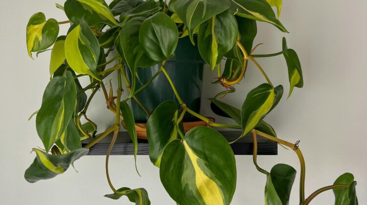 big leaves tropical plant