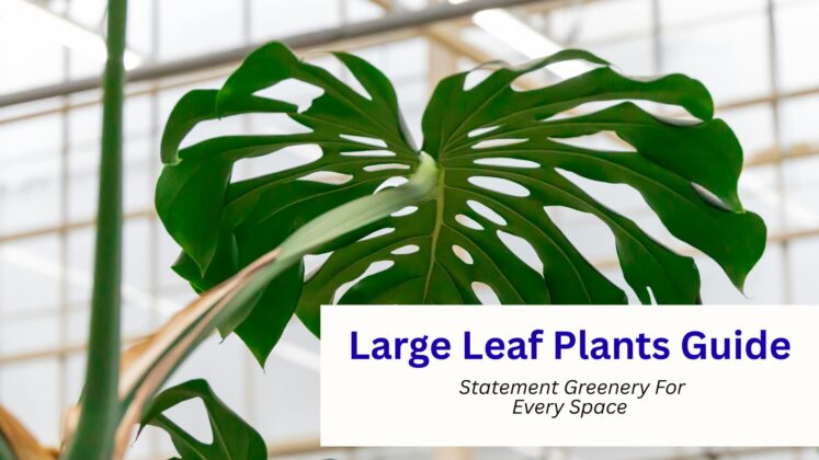 Featured Image: Large Leaf Plants Guide: Statement Greenery For Every Space