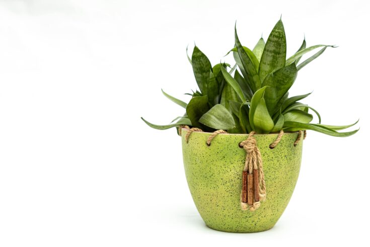 air purifying plants