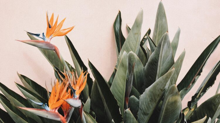 Strelitzia Nicolai