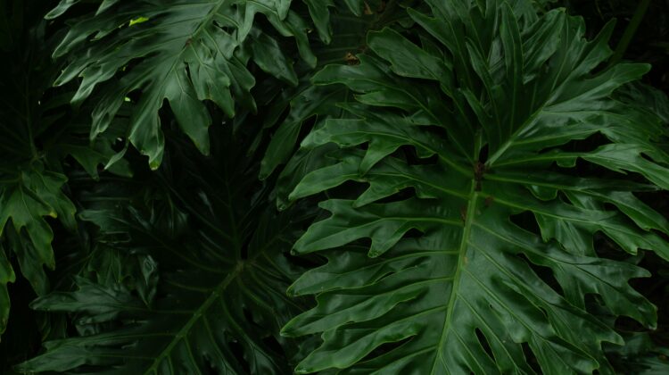 rare philodendron species
