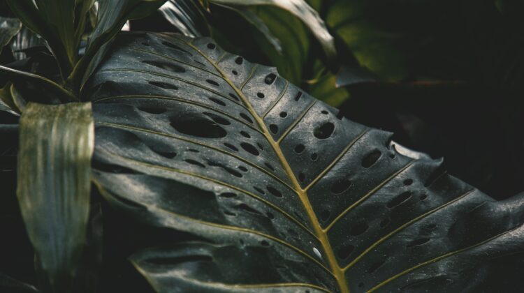 plants with big leaves
